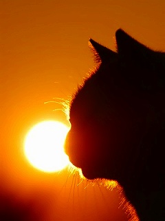 ﾈｺ!ねこ!!猫!!! 21