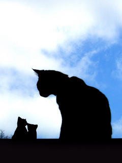 ﾈｺ!ねこ!!猫!!! 20