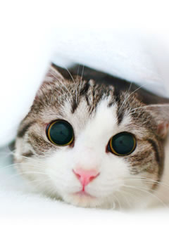 ﾈｺ!ねこ!!猫!!! 20