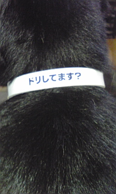 ﾄﾞﾘぽん