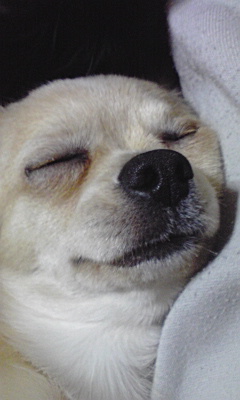 寝顔は柴犬