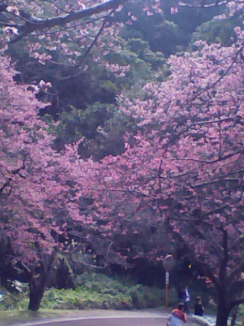 緋寒桜