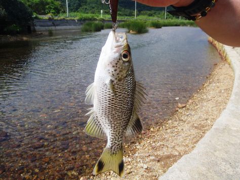 やっと釣れた！