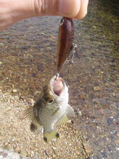 やっと釣れた！