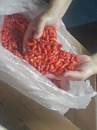 辛い大好き 2009/08/08 06:00:33
