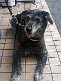 ハナちゃん 2009/11/03 11:35:31