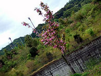 第3回 掛川・新茶マラソン。