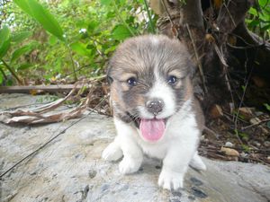 子犬達が。。。