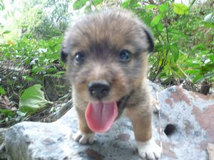 子犬達が。。。
