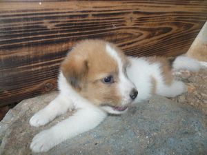 子犬達が。。。