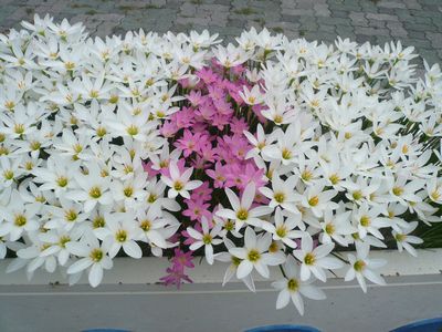 １０月の沖縄今この花が満開