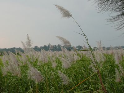 サトウキビの花とアロエの花、ノニも。。。