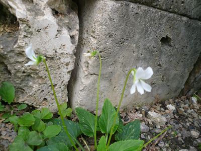 白すみれが庭で咲いてます