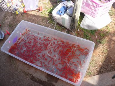 桜まつり会場に梅の花発見