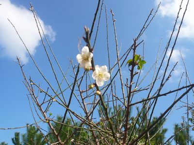 梅