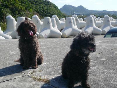 チャチャ、リリー