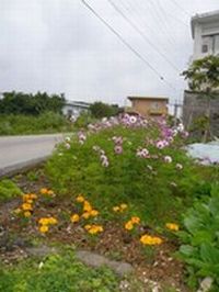 この花可愛い～