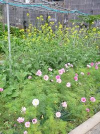 この花可愛い～