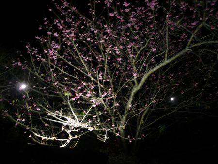 今週まで桜まつり