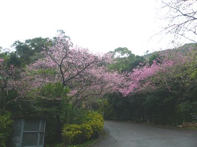 今週まで桜まつり