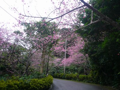 今週まで桜まつり