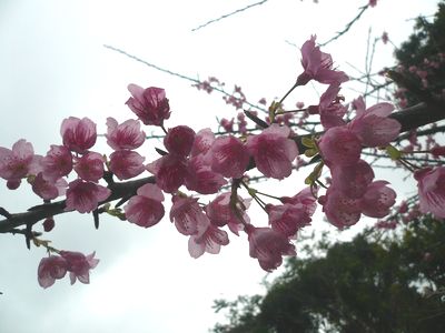 今週まで桜まつり