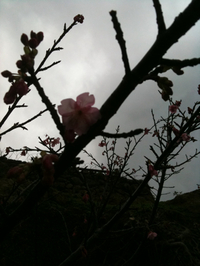 桜  咲く 2011/02/02 10:16:32
