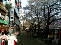 もし余命を知っていたら 2009/12/13 07:17:47