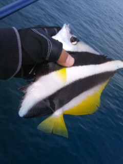 昼からちょこっと釣り