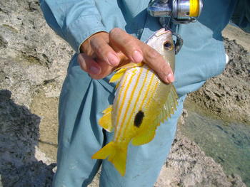 小物釣り！？