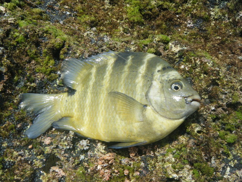 小物釣り師・・・