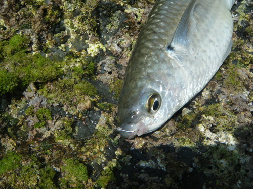 小物釣り師・・・