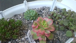 Naturalに恋してッ