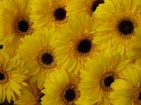 忙しい秋・・ 2010/10/15 22:14:30