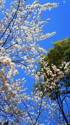 春の桜とガンバル君と…。