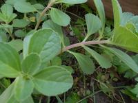 この薬草は？ 2012/05/09 09:13:43