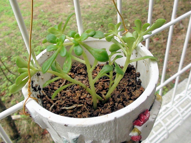 。。多肉植物。。ですか？