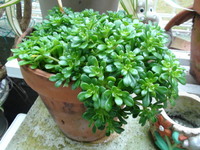 。。多肉植物。。ですか？