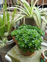 。。多肉植物。。ですか？
