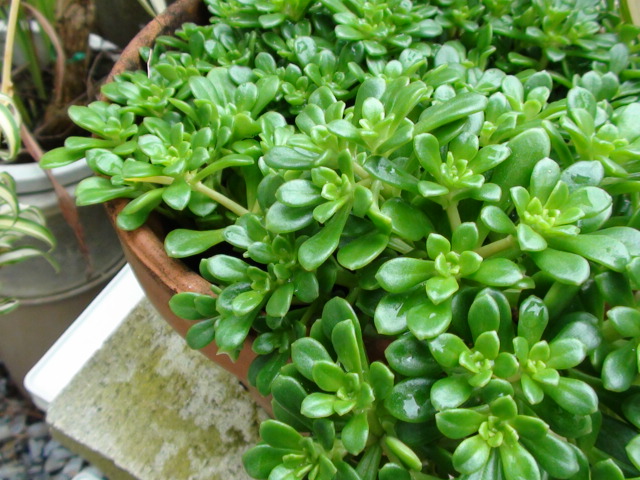 。。多肉植物。。ですか？