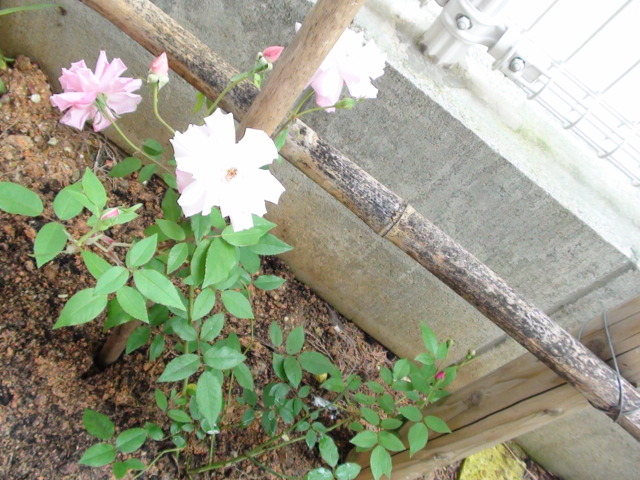 ＊*。早朝ガーデニング。。