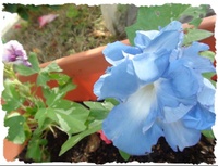 ♪ 開花 ♪