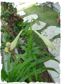♪ 開花 ♪