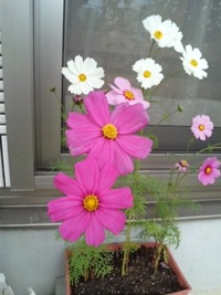 お花たち