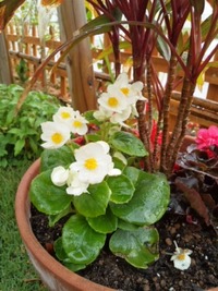 お花たち