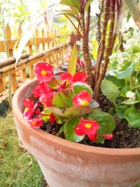 お花たち