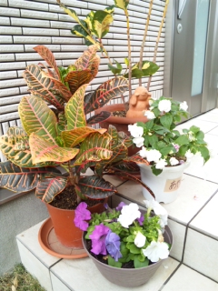 お花たち