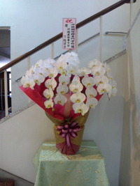 胡蝶蘭・・・ 2012/04/25 11:38:58