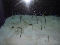 海洋博記念公園
