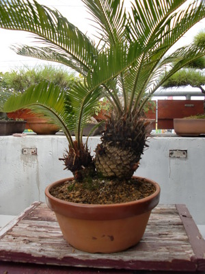 鉢物 植え替え ソテツ 歯いさい Blog